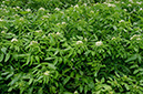 Nasturtium_officinale_LP0714_49_Scilly