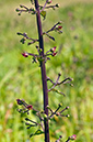 Scrophularia_scorodonia_LP0715_07_Scilly