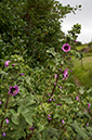 Lavatera_arborea_LP0710_86_Scilly