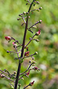 Scrophularia_scorodonia_LP0715_05_Scilly