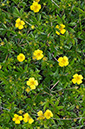 Potentilla_erecta_LP0714_04_Scilly