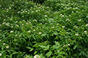 Nasturtium_officinale_LP0714_52_Scilly