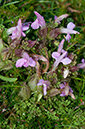 Pedicularis_sylvatica_LP0709_68_Scilly