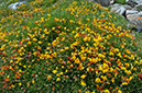 Lotus_corniculatus_LP0713_91_Scilly