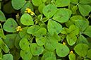 Medicago_arabica_LP0711_101_Scilly