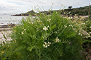 Raphanus_raphanistrum_LP0711_08_Scilly