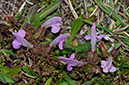 Pedicularis_sylvatica_LP0710_64_Scilly