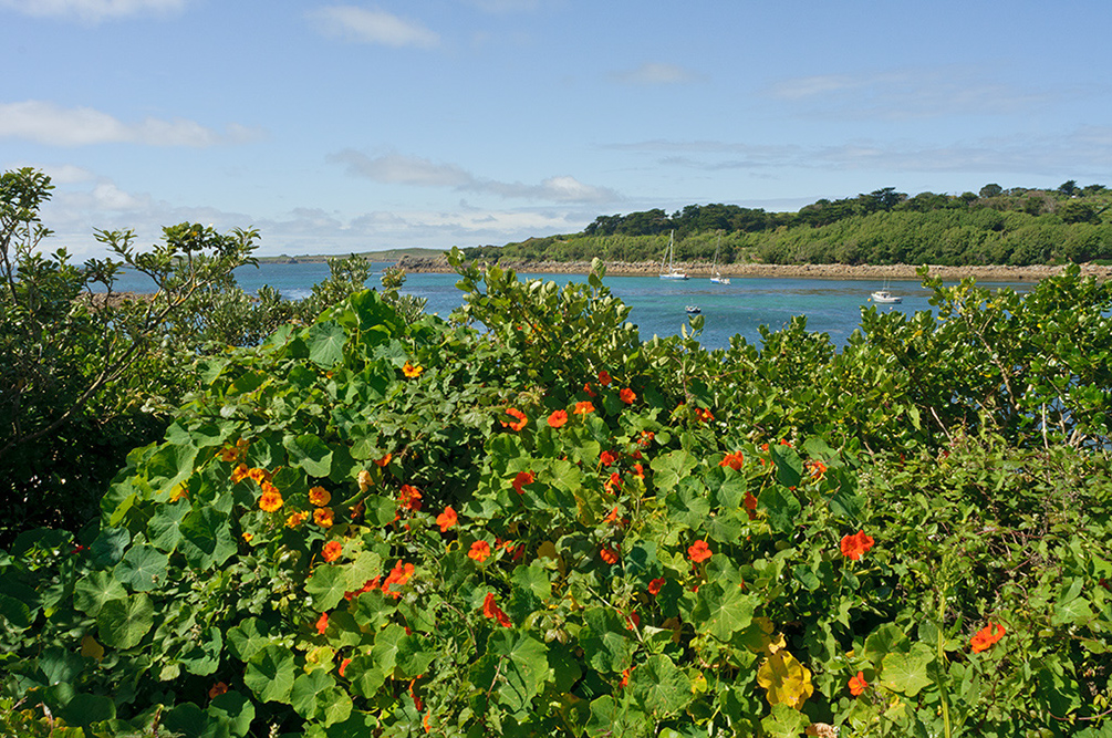 Tropaeolum_majus_LP0716_25_Scilly