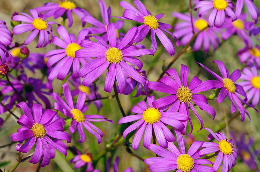 Senecio_glastifolius_LP0709_70_Scilly