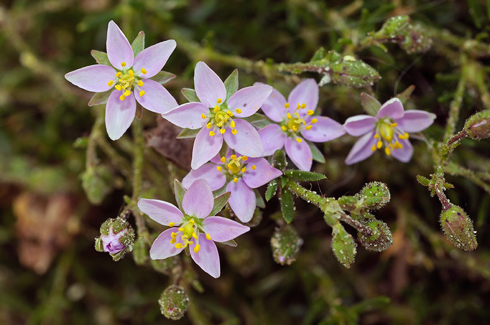 Spergularia_rupicola_LP0716_29_Scilly