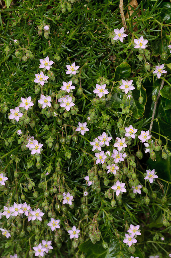 Spergularia_rupicola_LP0716_64_Scilly