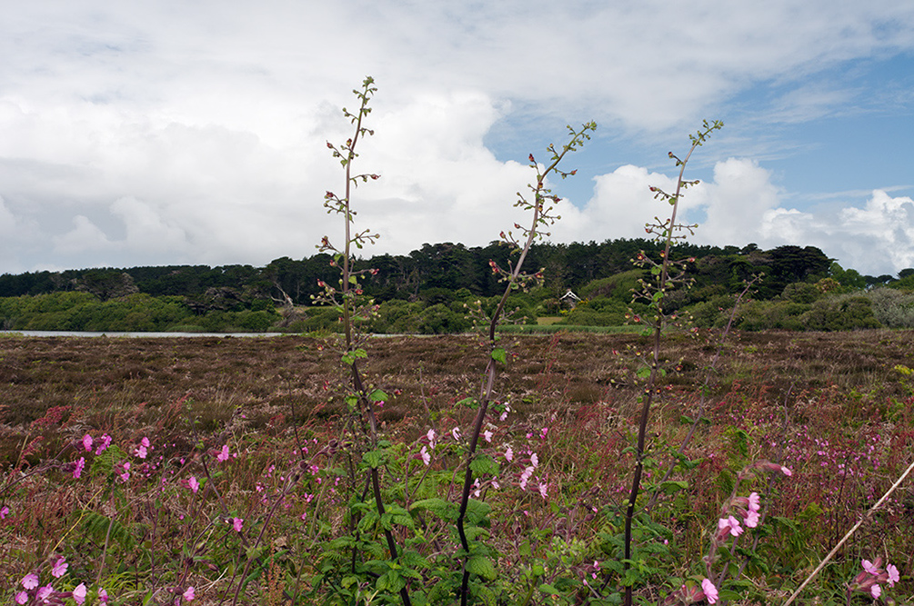 Scrophularia_scorodonia_LP0715_28_Scilly