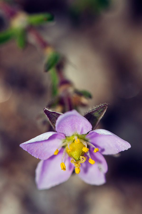 Spergularia_rupicola_LP0713_98_Scilly