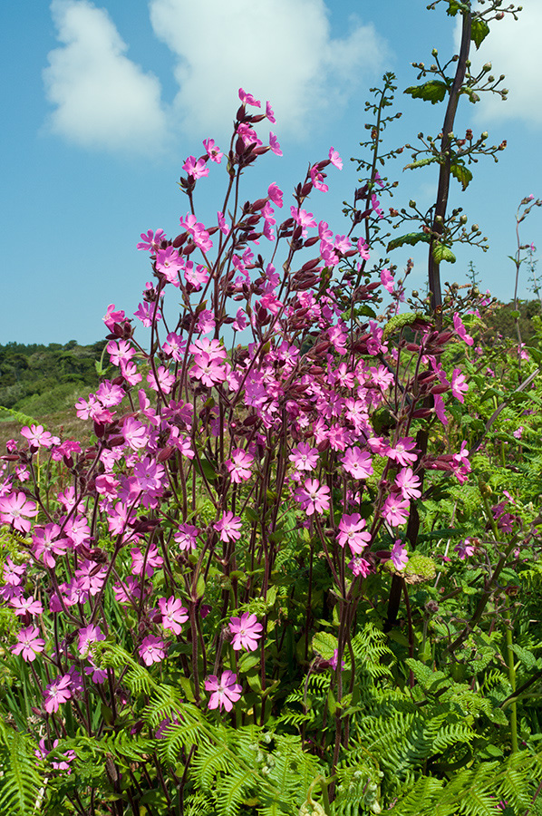 Silene_dioica_LP0709_48_Scilly