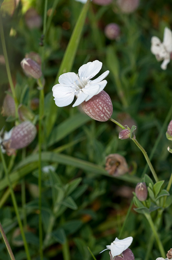 Silene_uniflora_LP0716_04_Scilly