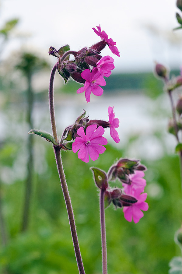 Silene_dioica_LP0713_13_Scilly