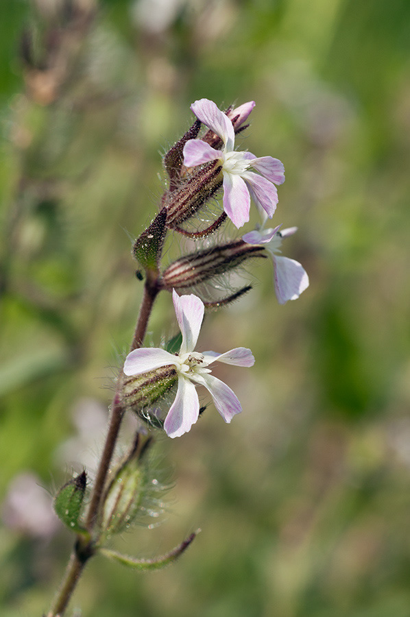 Silene_gallica_LP0709_104_Scilly