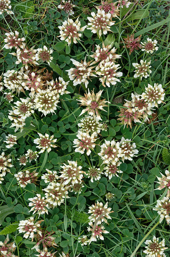 Trifolium_occidentale_LP0711_67_Scilly