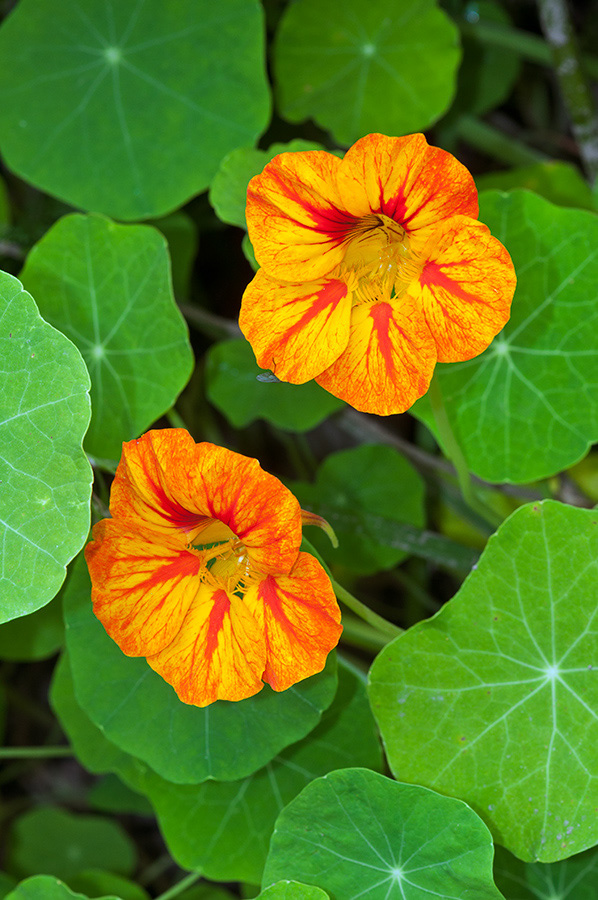 Tropaeolum_majus_LP0713_06_Scilly