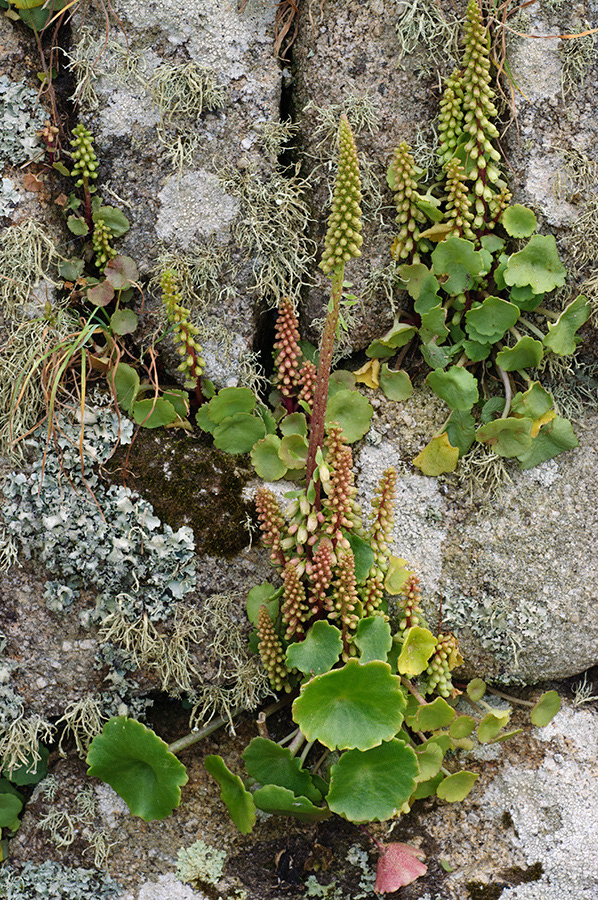 Umbilicus_rupestris_LP0712_01_Scilly