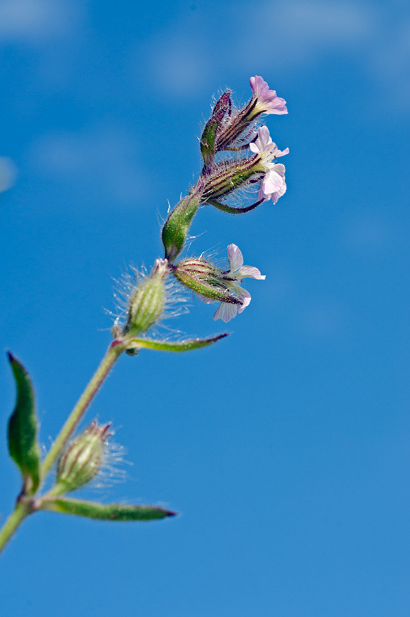 Silene_gallica_LP0709_101_Scilly