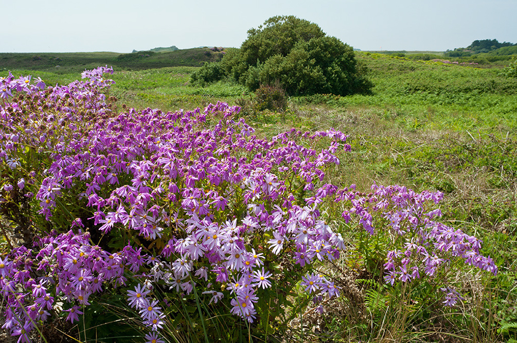 Senecio_glastifolius_LP0709_50_Scilly