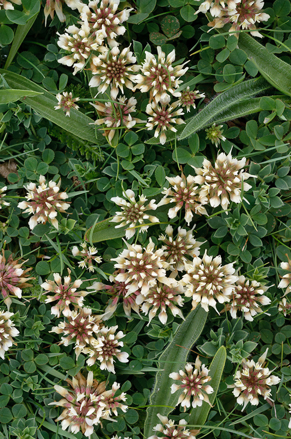 Trifolium_occidentale_LP0711_71_Scilly