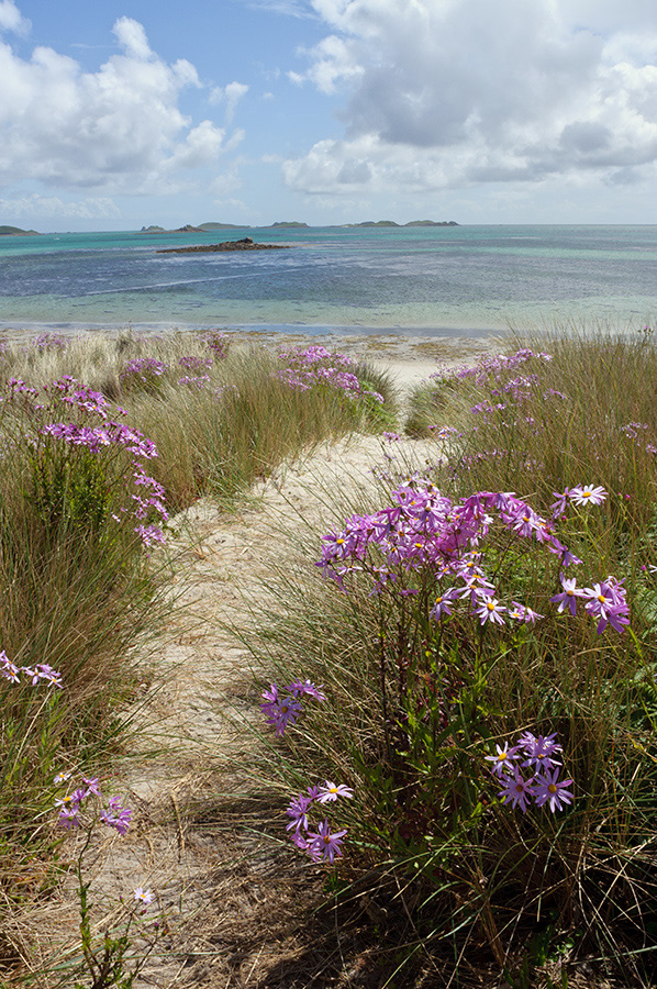 Senecio_glastifolius_LP0715_11_Scilly