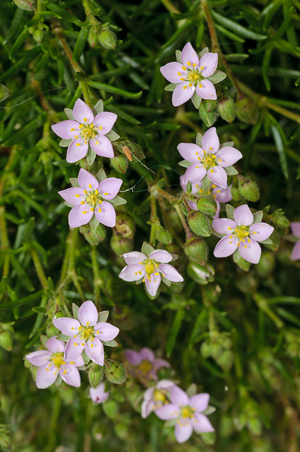 Spergularia_rupicola_LP0716_65_Scilly