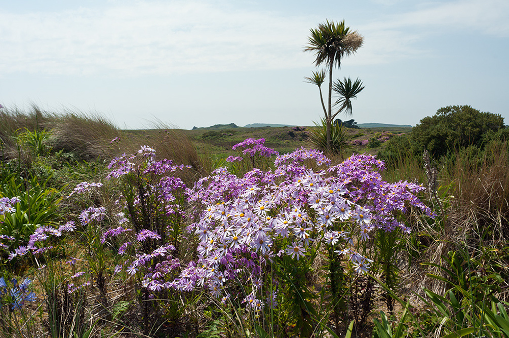 Senecio_glastifolius_LP0709_53_Scilly