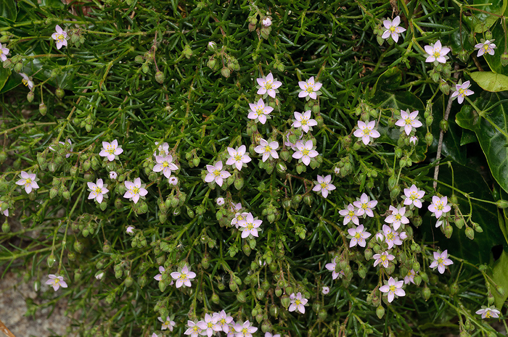 Spergularia_rupicola_LP0716_60_Scilly