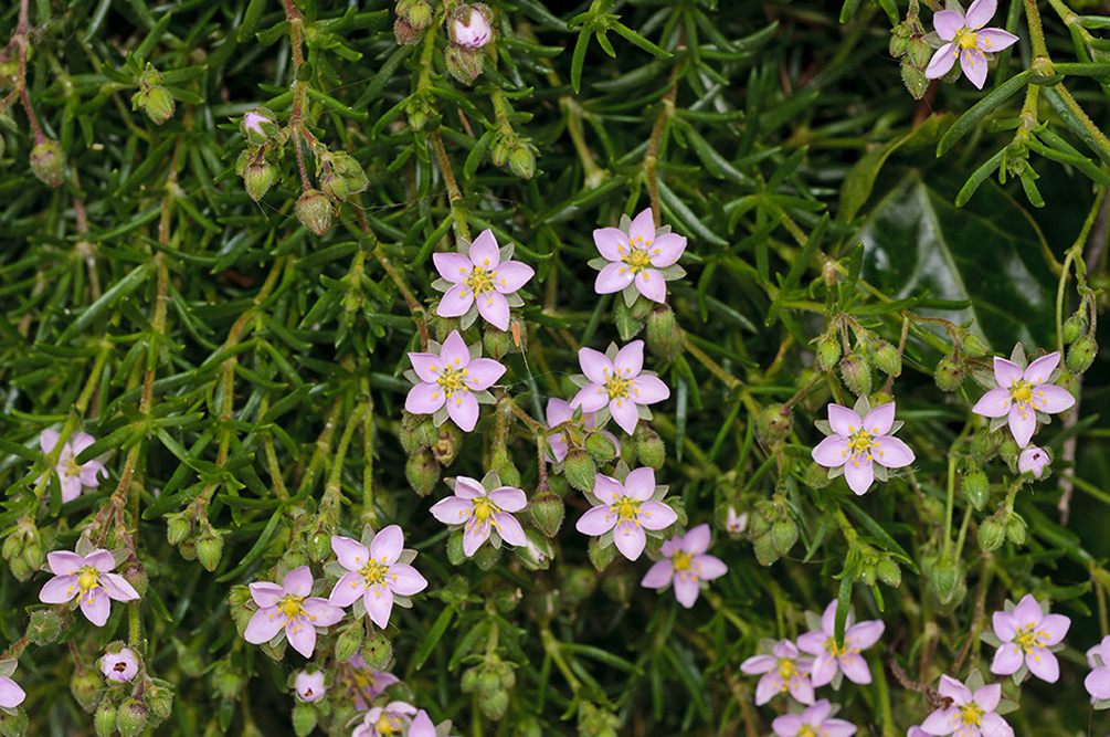 Spergularia_rupicola_LP0716_58_Scilly