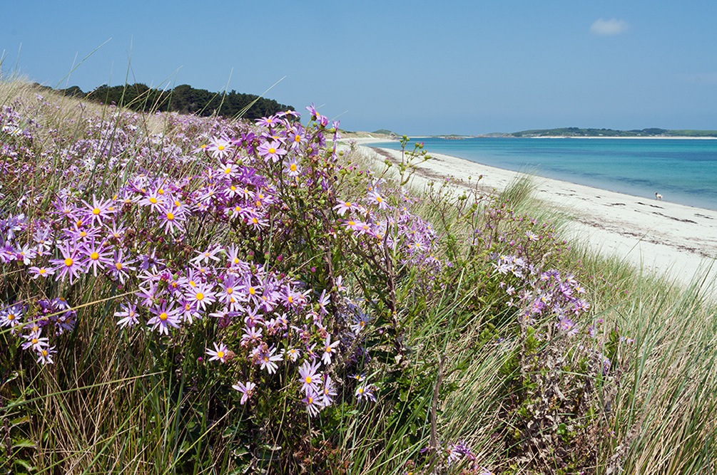 Senecio_glastifolius_LP0709_63_Scilly