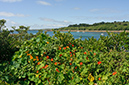 Tropaeolum_majus_LP0716_25_Scilly