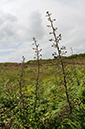 Scrophularia_scorodonia_LP0715_19_Scilly