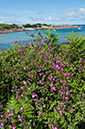 Silene_dioica_LP0710_35_Scilly