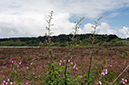 Scrophularia_scorodonia_LP0715_28_Scilly