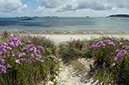 Senecio_glastifolius_LP0715_12_Scilly