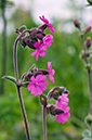 Silene_dioica_LP0713_12_Scilly