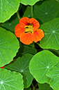 Tropaeolum_majus_LP0713_02_Scilly