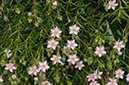 Spergularia_rupicola_LP0716_58_Scilly