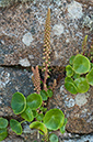 Umbilicus_rupestris_LP0710_13_Scilly