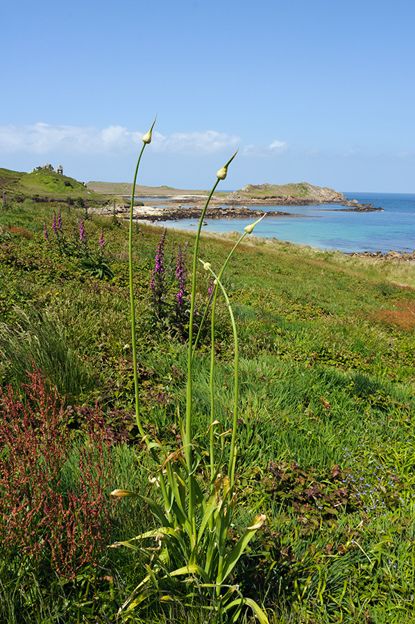 Allium_ampeloprasum_LP0728_13_Scilly