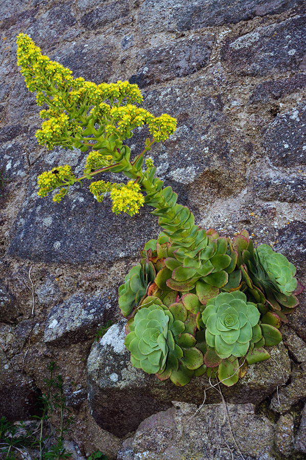 Aeonium_cuneatum_LP0730_14_Scilly