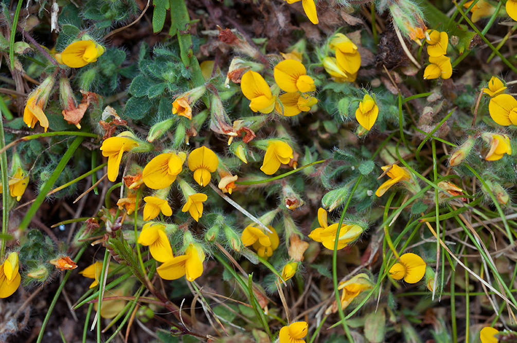 Lotus_subbiflorus_LP0730_22_Scilly