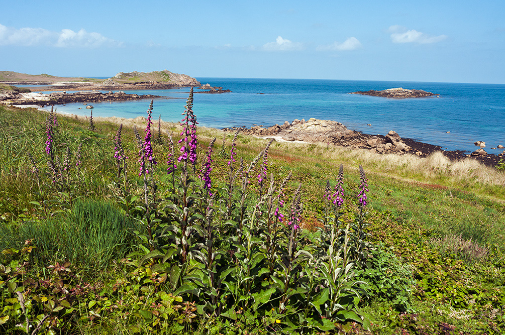 Digitalis_purpurea_LP0728_18_Scilly