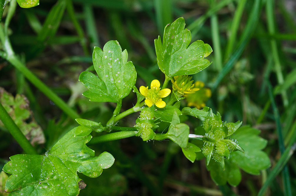 Ranunculus_muricatus_LP0732_74_Scilly