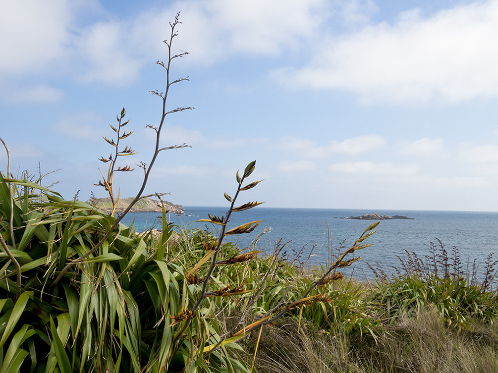 Phormium_cookianum_LP0728_42_Scilly