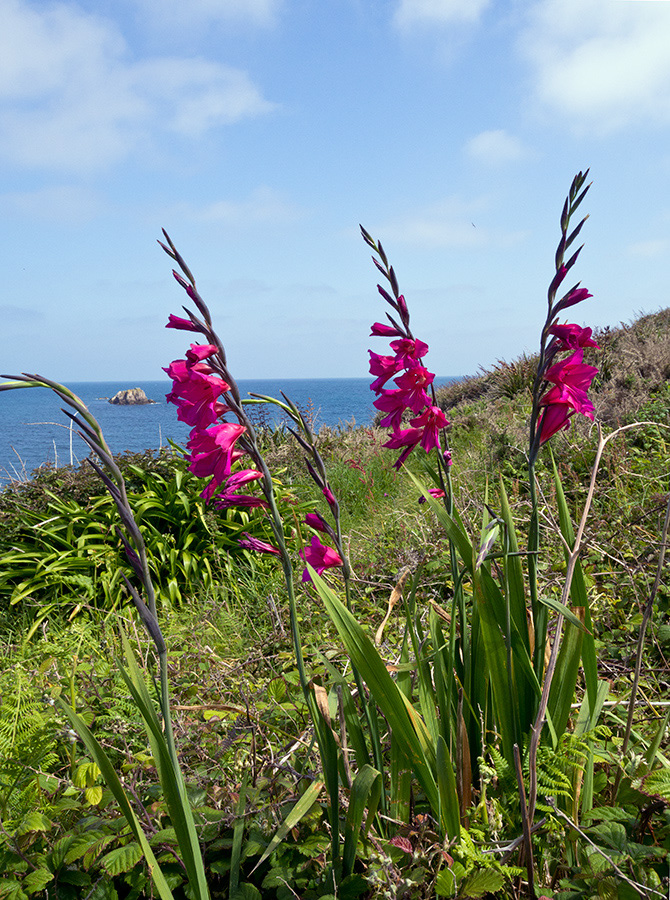 Gladiolus_communis_LP0728_51_Scilly