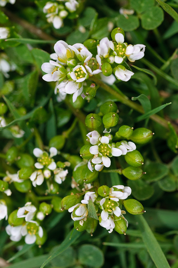 Cochlearia_officinalis_LP0730_05_Scilly